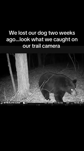 Ginger has been missing for two weeks before she showed up on the trail camera #