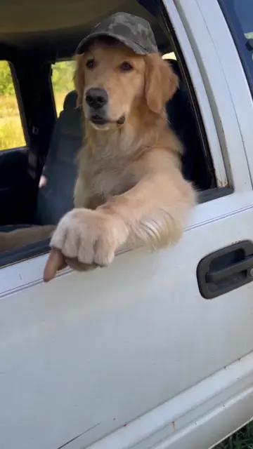This is private pawperty  #goldenretriever #dog #funnydog #dogsoftiktok 