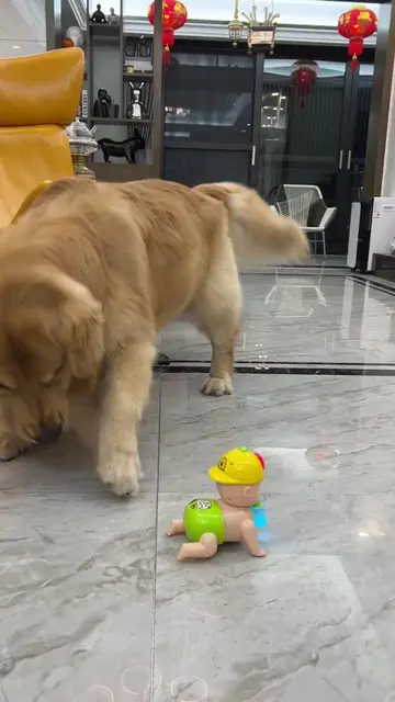 If you want the same one, just hit me up on private message#goldenretriever  #do