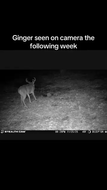 A week after she was seen with a bear, Ginger now made friends with a young buck