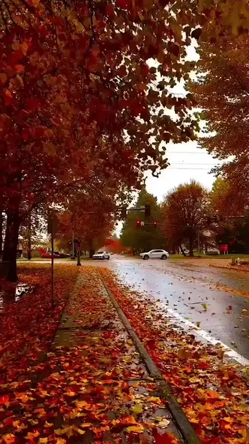 Sometimes… All You Need Is a Moment of Peace. 🍂🤎✨ Some moments make the world 