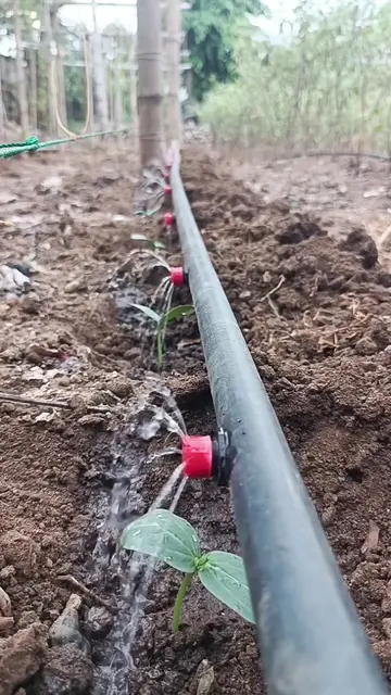 Button drippers for drip irrigation 