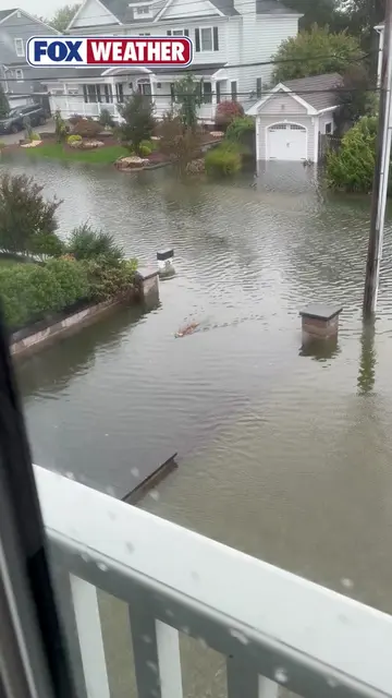 🦊 TAIL MOTOR: A neighborhood fox was spotted swimming through heavy floodwaters
