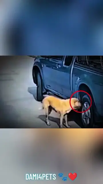 Caesar thought he was just sniffing a tire… but what happened next was terrifyin