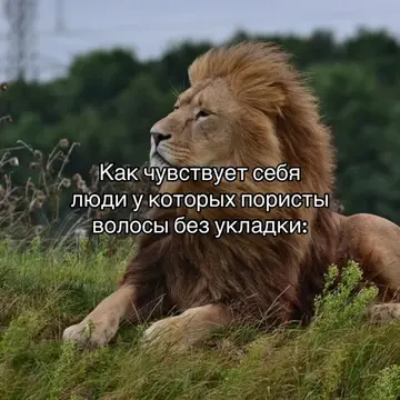 Первое видео на русс за месяц ура #щп #щитпост #лев #lion #fyp 