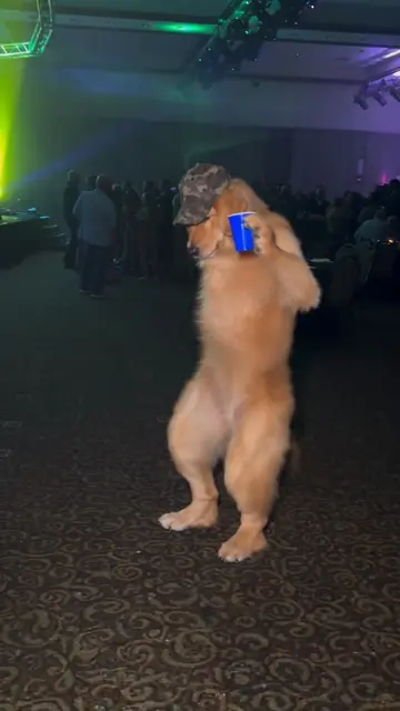 I may or may not have had too much to drink last night 🕺 #dog #dogsoftiktok #fu