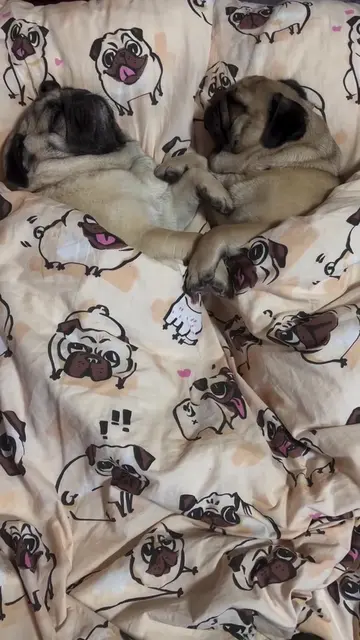 My two lovely snoring 😴 pug. #sleepingdog #sleepingpuppy #sleepingpug #pug #two