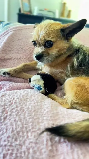 I take my meds as prescribed every damn day…yes, sir!!  #dogsoftiktok #medicine 
