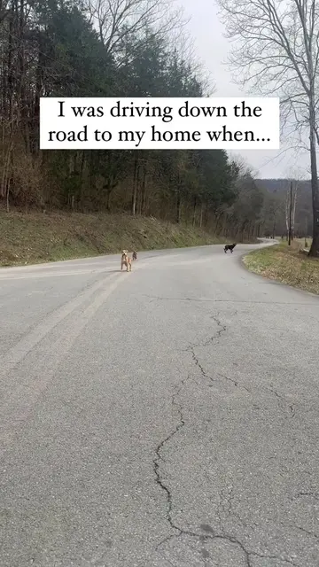 They happened to cross my path at the exact right time. Lucky for them I wasn't 