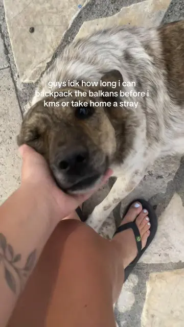 this was after me petting him for an hour he literally would not let me leave 💔