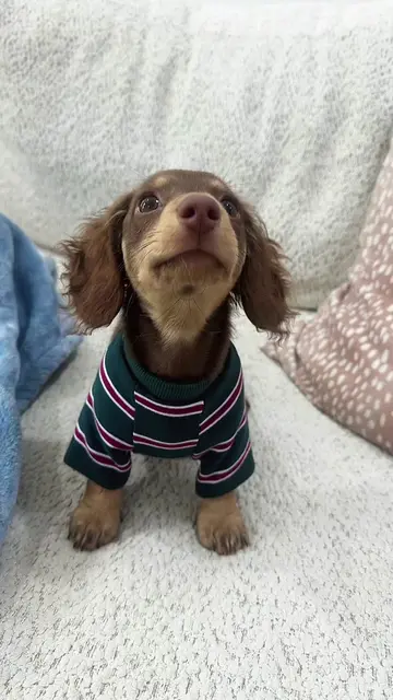 my cutie 🥰🥰 sweater linked in my showcase 🤍🤍 #dachshundsoftiktok #dachshundp