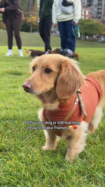My shy boy is still learning how to make friends😭