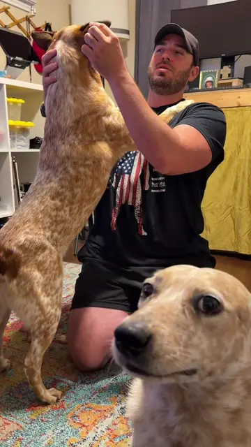 This is just part of their nightly routine 🥰 #heeler #cattledog #awkward 