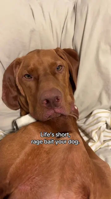 The death stare🤣 #vizsla #funnydog #hungarianvizsla #dogslover #puppy 