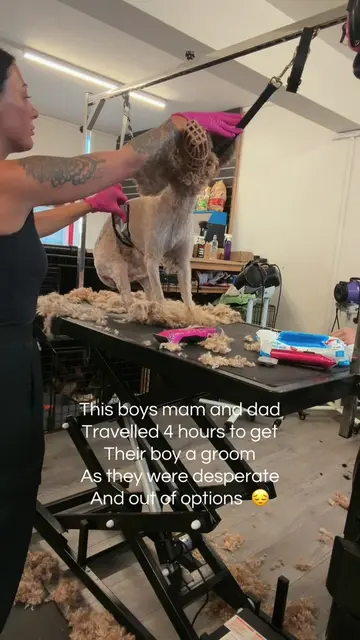 This boy was very matted his owners had ran out of options! Vets and other groom