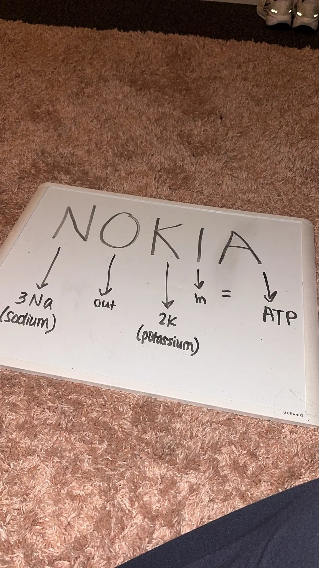 in case you needed a new mnemonic  #anatomy #biology #nokia #stem #mnemonic 