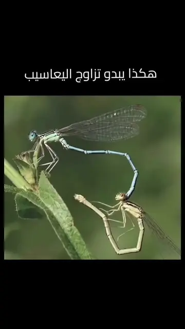 عجلة تزاوج اليعاسيب على شكل قلب - تُشكّل اليعاسيب "عجلة تزاوج على شكل قلب" عندما