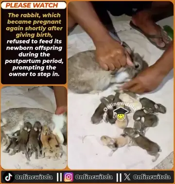 The rabbit, which became pregnant again shortly after giving birth, refused to f