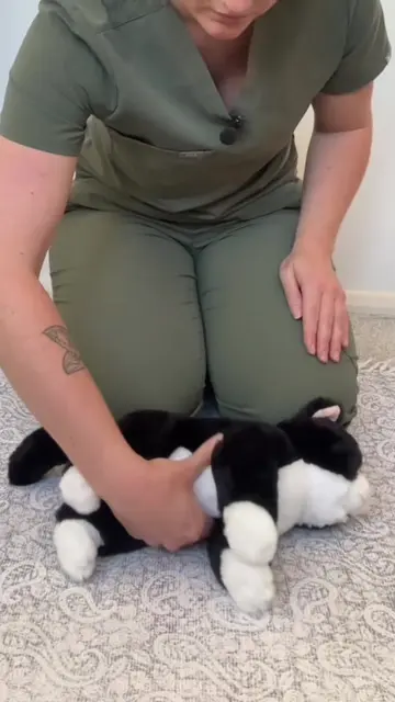 How to a cat CPR - every cat owner should know this! 🐱  Don’t forget to save an