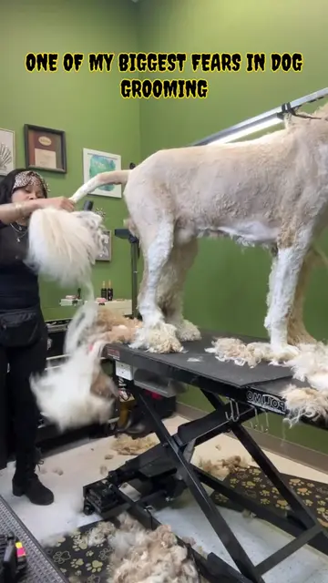 I can’t make this stuff up 🤦🏽‍♀️ #doggrooming#stbernard#poodle#funnydog#groome