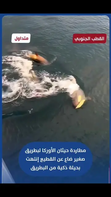 شاهد مطاردة مثيرة حيثان الأوركا لبطريق صغير ضاع عن القطيع فإنتهت بحيلة ذكية من ا