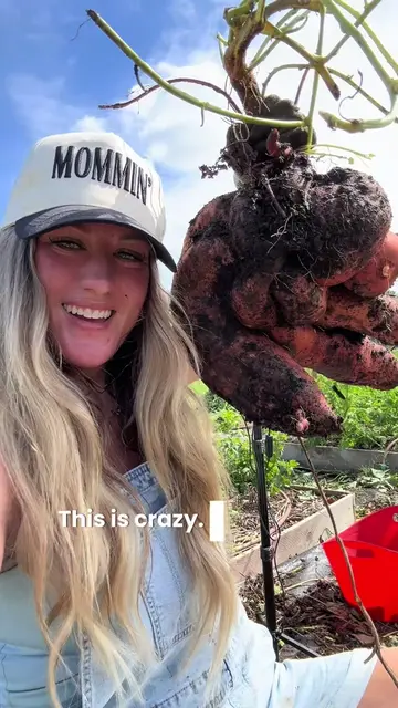 First-time gardener and first-time growing sweet potatoes. 12 slips went in my t