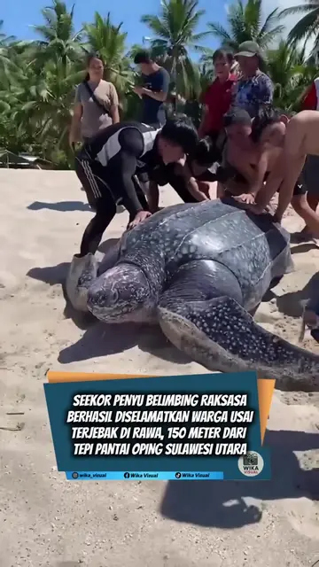 "TERJEBAK DAN TERSESAT DI RAWA USAI BERTELUR, PENYU BELIMBING RAKSASA BERHASIL D