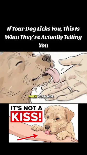 If Your Dog Licks You, This Is What They’re Actually Telling You | #DogBehavior 