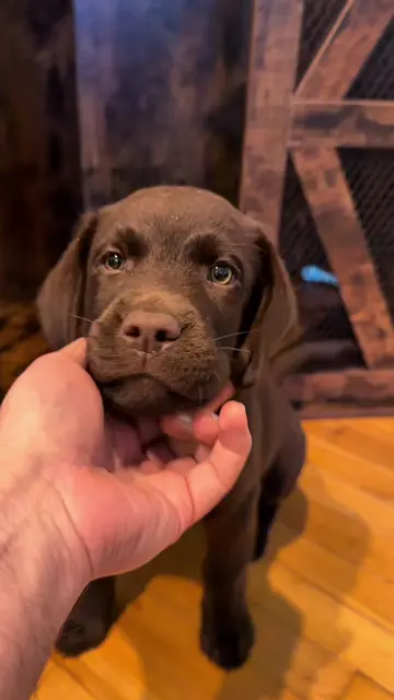 5:30 AM status report: Crate tail wags unlocked. 🥱🐾 #labrador #chocolatelab #c