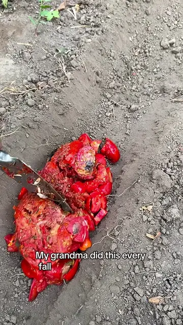 Did your grandparents do this too? Follow for more old garden tricks 🍅 #gardeni