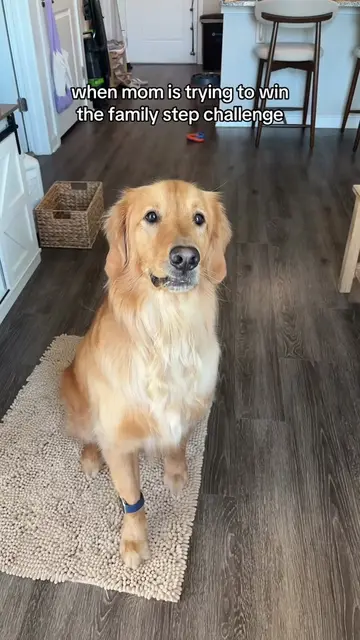 The audacity… #kinnithegolden #goldenretriever #goldenretrieverlovers #dogsoftik