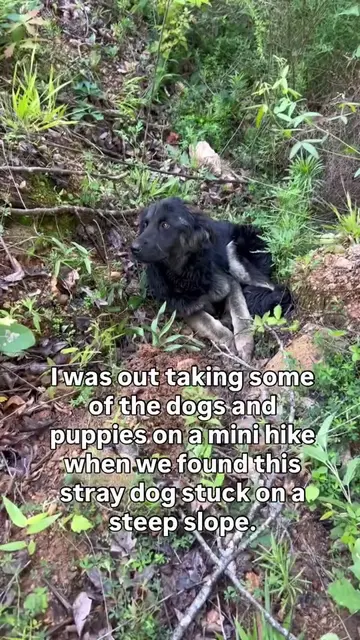 I didn't know whether I could rescue her and sadly she was not the first dog aba