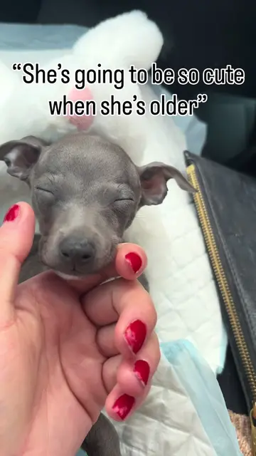 Character development > Glow up  #iggy #italiangreyhound #dogtok #funnydogs 