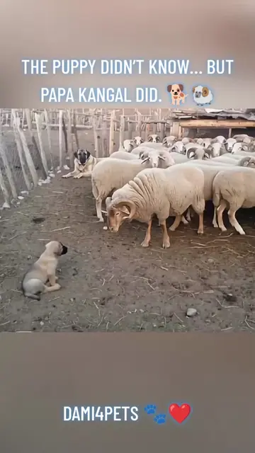 The puppy had no idea what was happening… but Papa Kangal knew EXACTLY what that