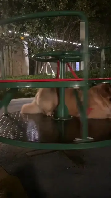 Is the dog upset?#goldenretriever  #dogsoftiktok  #Pet toys #ukdogs  #PetsOfTikT