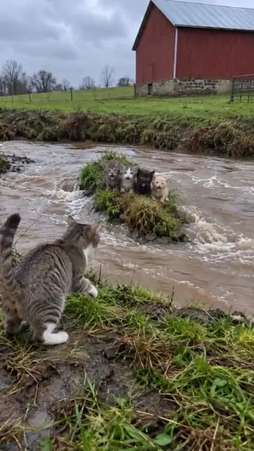 Four kittens stuck on an island and the water still rising 🌊🐾 #kittens #dogsof