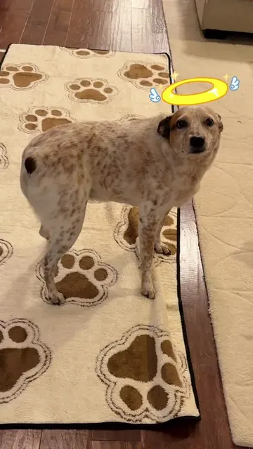 Someone was trying to be sneaky! 😂 #heeler #awkward #cattledog 