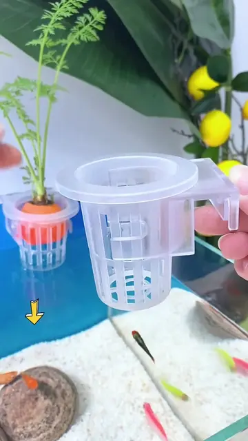 Một chiếc bể vừa nuôi cá vừa trồng cây, nhìn đơn giản mà khá nhiều ý tưởng để tậ