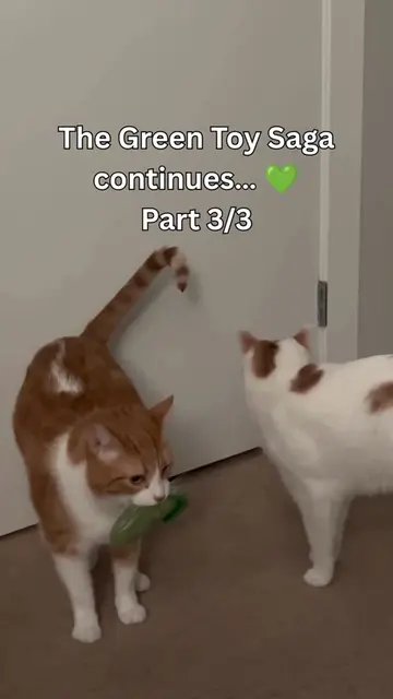 All of this… over ONE green toy 😭💚 The end… for now 👀 #OrangeCats #CatBrother