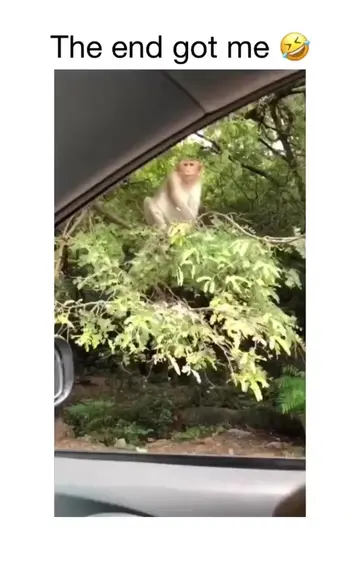 🐒🐵😂😂👏🏼👏🏼🥰❤️🫶🏼 creator unknown