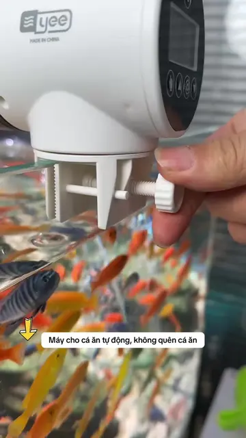 Một món nhỏ nhưng khá tiện cho người hay bận hoặc thường xuyên vắng nhà, cá vẫn 