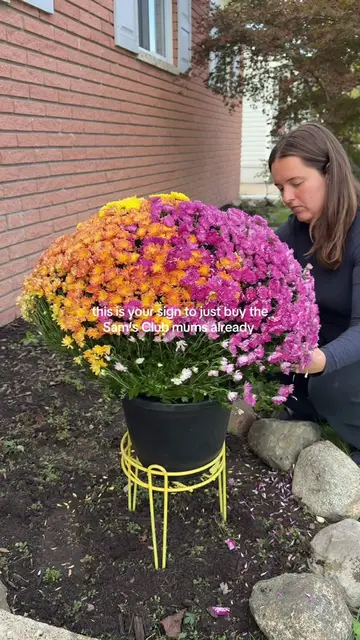 They’re HUGE and so pretty!!! Can’t beat it for $18 🎃 #mums #fallflowers #samsc