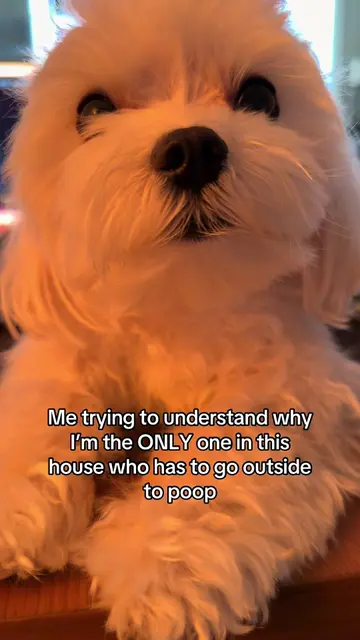 I have to put on a leash and make it a whole outdoor event😭#PetsOfTikTok #small