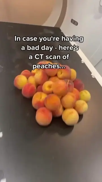 Peaches getting a CT scan is the best thing you'll see today🍑🩻 Yes, this is a 