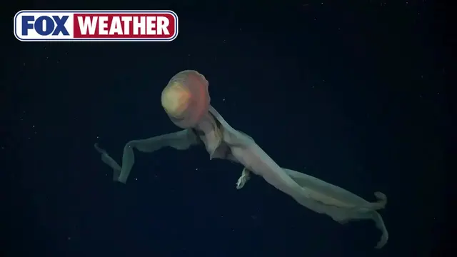 DEEP DISCOVERY 🐡: Scientists recently discovered 57 new marine species and five