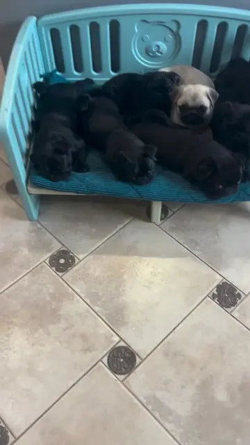 Bunch of pug puppies looking for their forever home. #blackpug #bunchofdogs #man