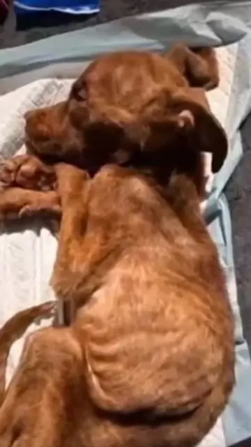 The puppy's tiny body showed almost no signs of life. Yet, he refused to give up