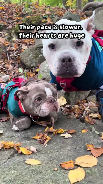 Today we went back to the waterfall… and this time Macy came too. 💚🐾 If you’ve