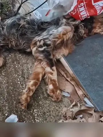 The abandoned dog... left to die in a state of helplessness... It is heartbreaki