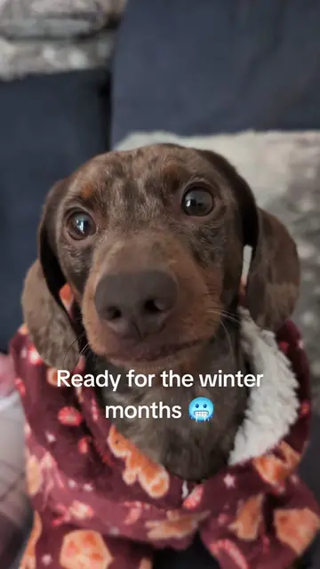The perfect outfit for small dogs when they're ready to curl up on the couch wit